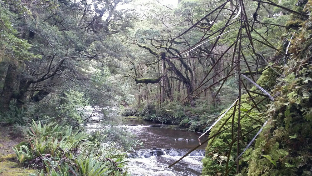 Catlins River Walk im Rainforest