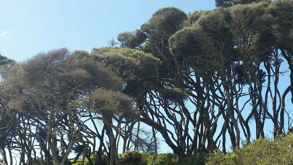Manouka-Bäume