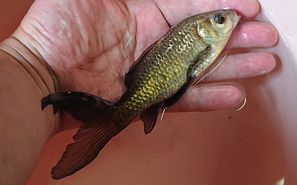 尾長ブナの親魚(宮城県南部産)