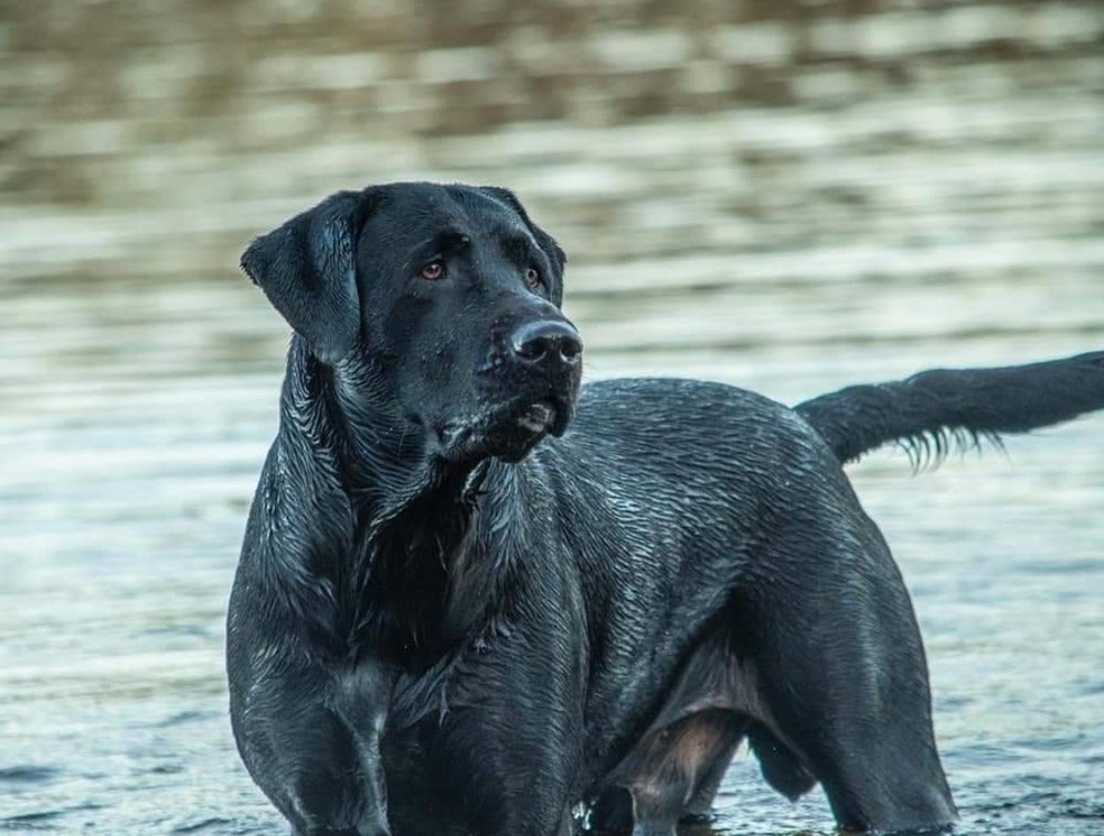 Gage, the Supermodel of Labs, & one of June's babies. 