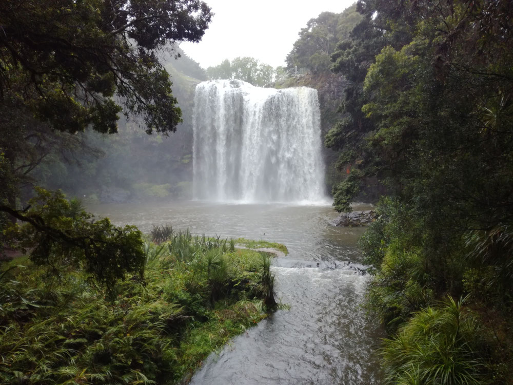 Der Wasserfall in Whangarei. Auch ein nettes Stelldichein.