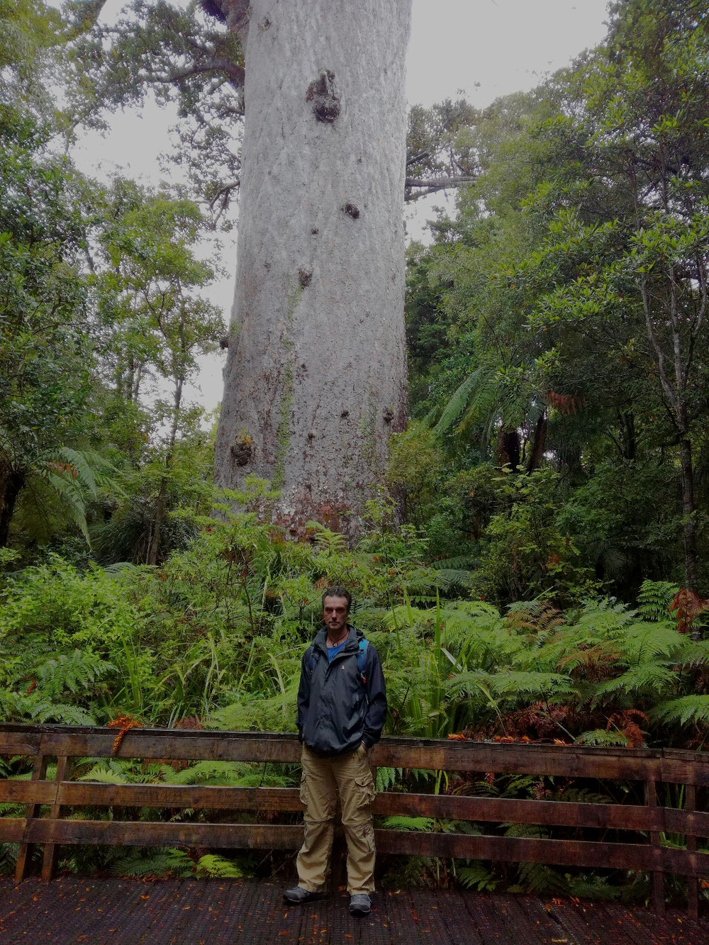 Tane Mahuta, ein Kauri-Baum, der größte Baum Neuseelands. Ein wahrhafter Riese, dessen Maße die Fotos kaum erklären können.
