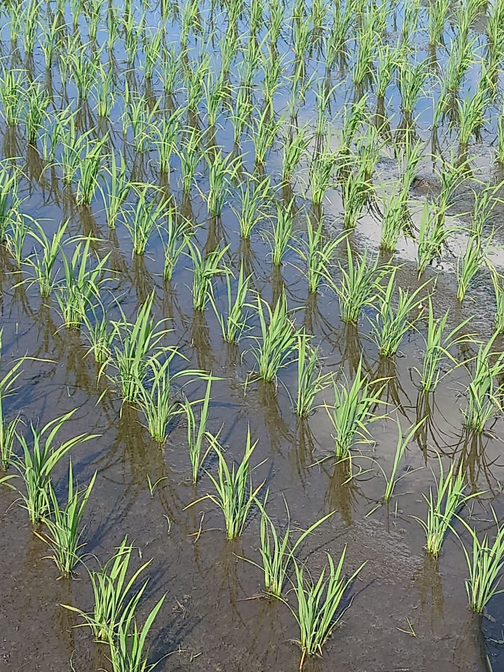 5月の2日〜5日にかけて田植え！