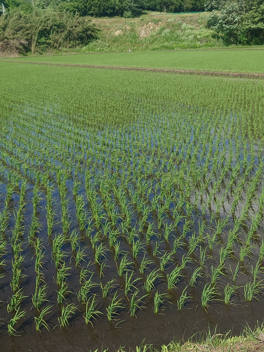 気候にも恵まれ緑鮮やかに！