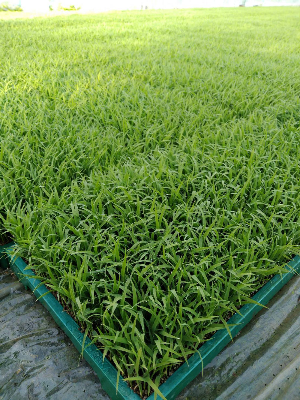 今年は3月30日に種蒔き！順調に成長