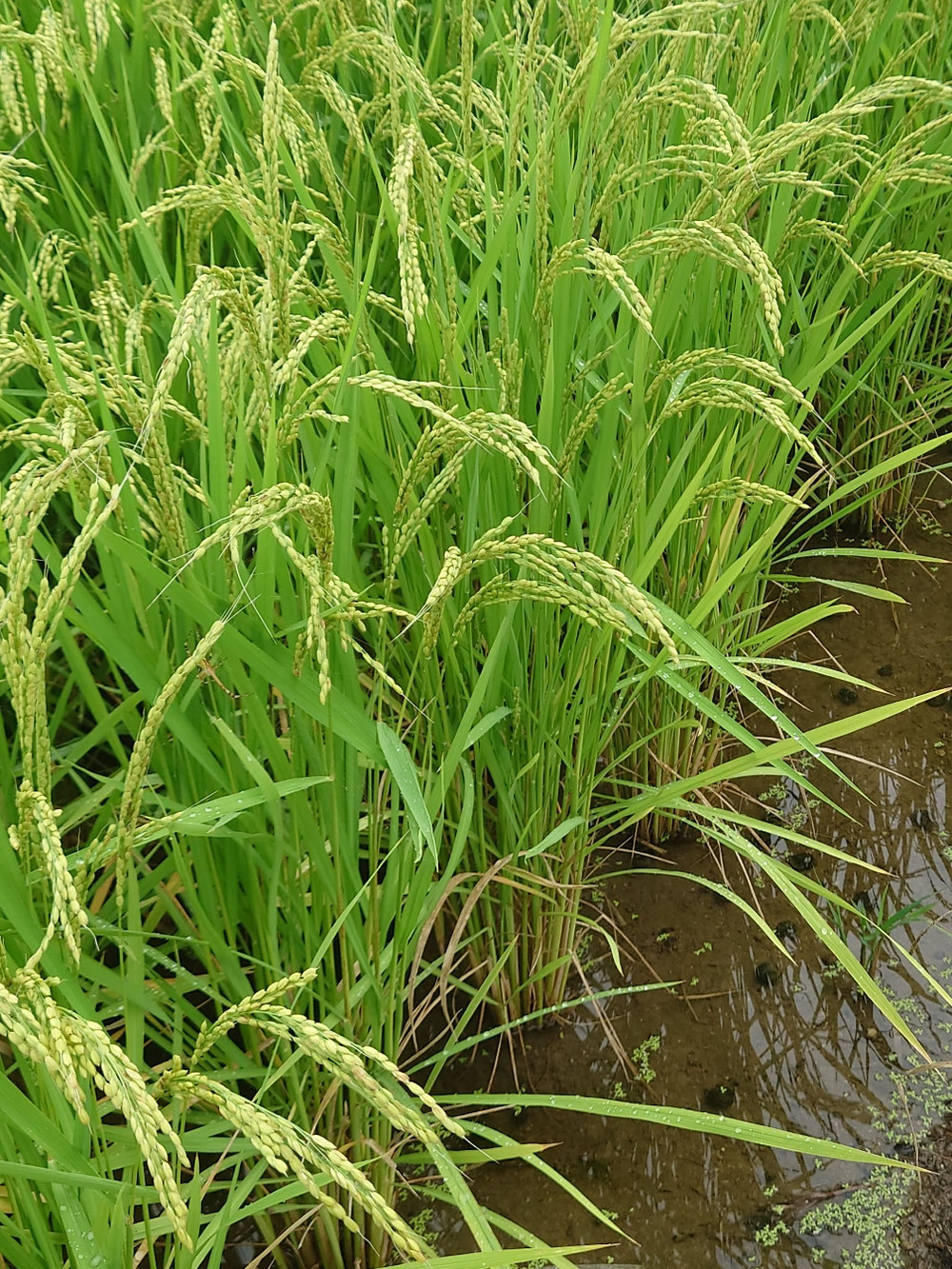 久々の恵みの雨です。順調に成長してますが気温の高い日が続いたので高温障害が心配です。