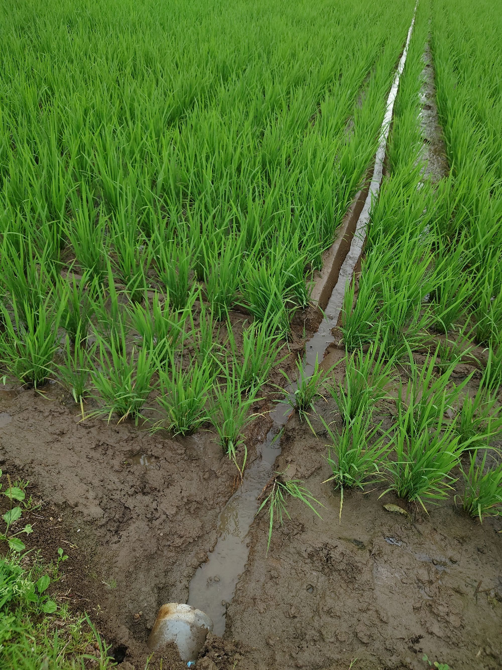 まだ6月とはいえ、暑い日の【溝切り】はキツイ！