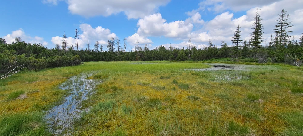 Hochmoor