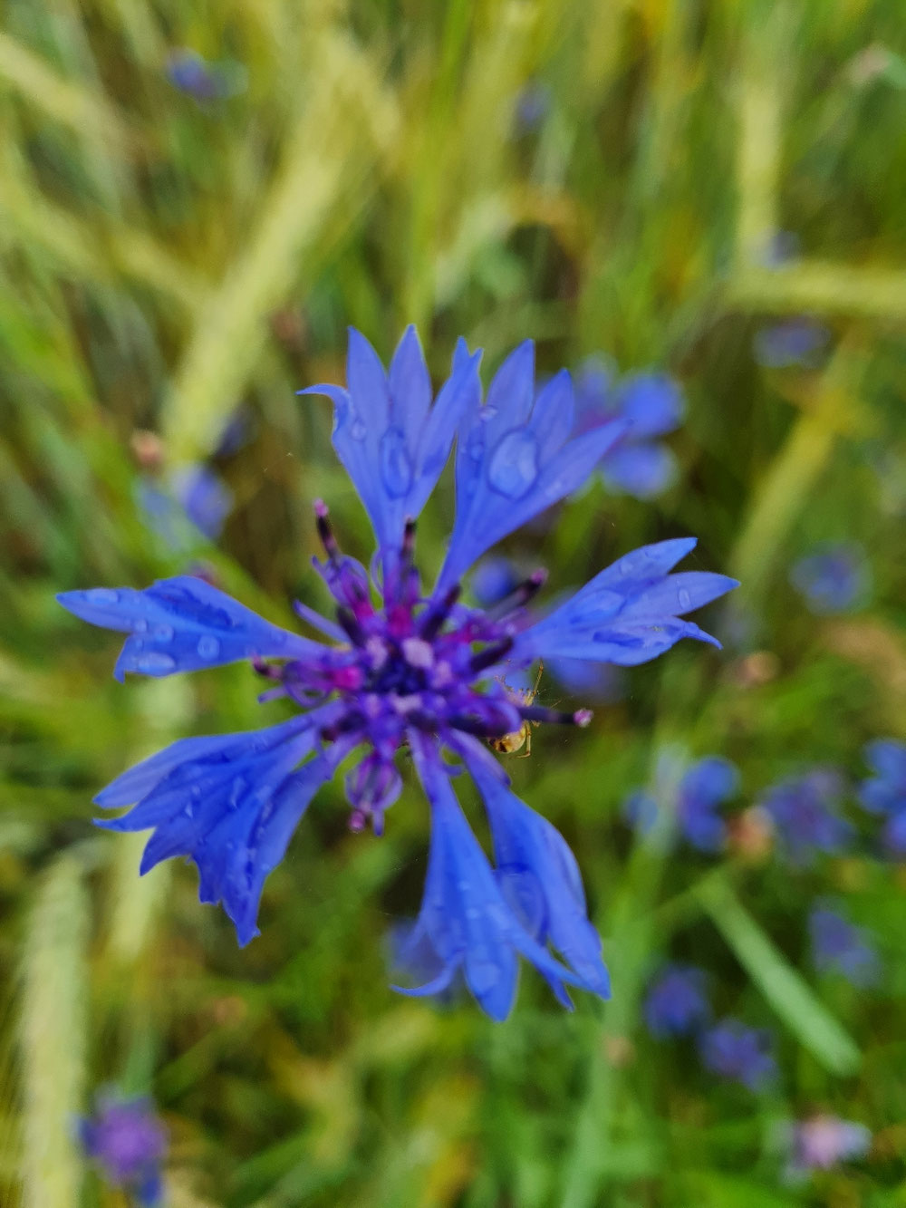 Kornblume