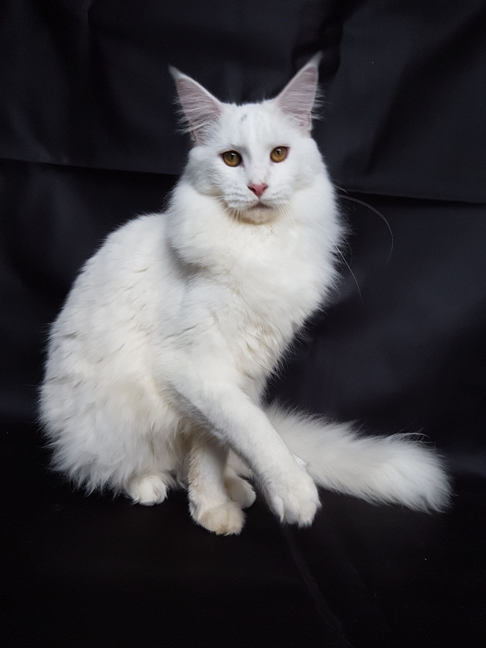 Maine coon white