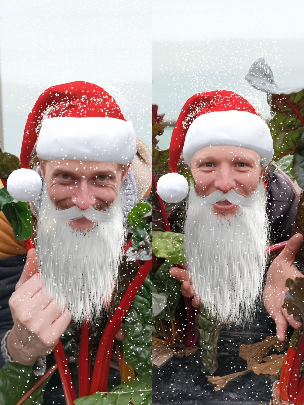 Nous vous souhaitons d'excellentes fêtes de fin d'année, et un joyeux Noël ! 🎄🎉🥳  Nous avons fait notre maximum, en cette première année, pour vous fournir de bons légumes.  Une année traversée par de belles réussites, et aussi des échecs sur certaines cultures !  Nous avons hâte de faire mieux en 2025, notamment de mieux réussir la carotte ! 😅  C'est un vrai plaisir d'accompagner vos repas avec des aliments sains, goûteux et locaux.  Nous sommes tous les deux très fiers d'être vos maraîchers ! 🙏  Place à la famille, aux ami(e)s, et...à la nourriture bien entendu, bonnes fêtes à toutes et tous !  Nous nous retrouverons le vendredi 10 janvier 2025 😀  Antoine & William Vos maraîchers