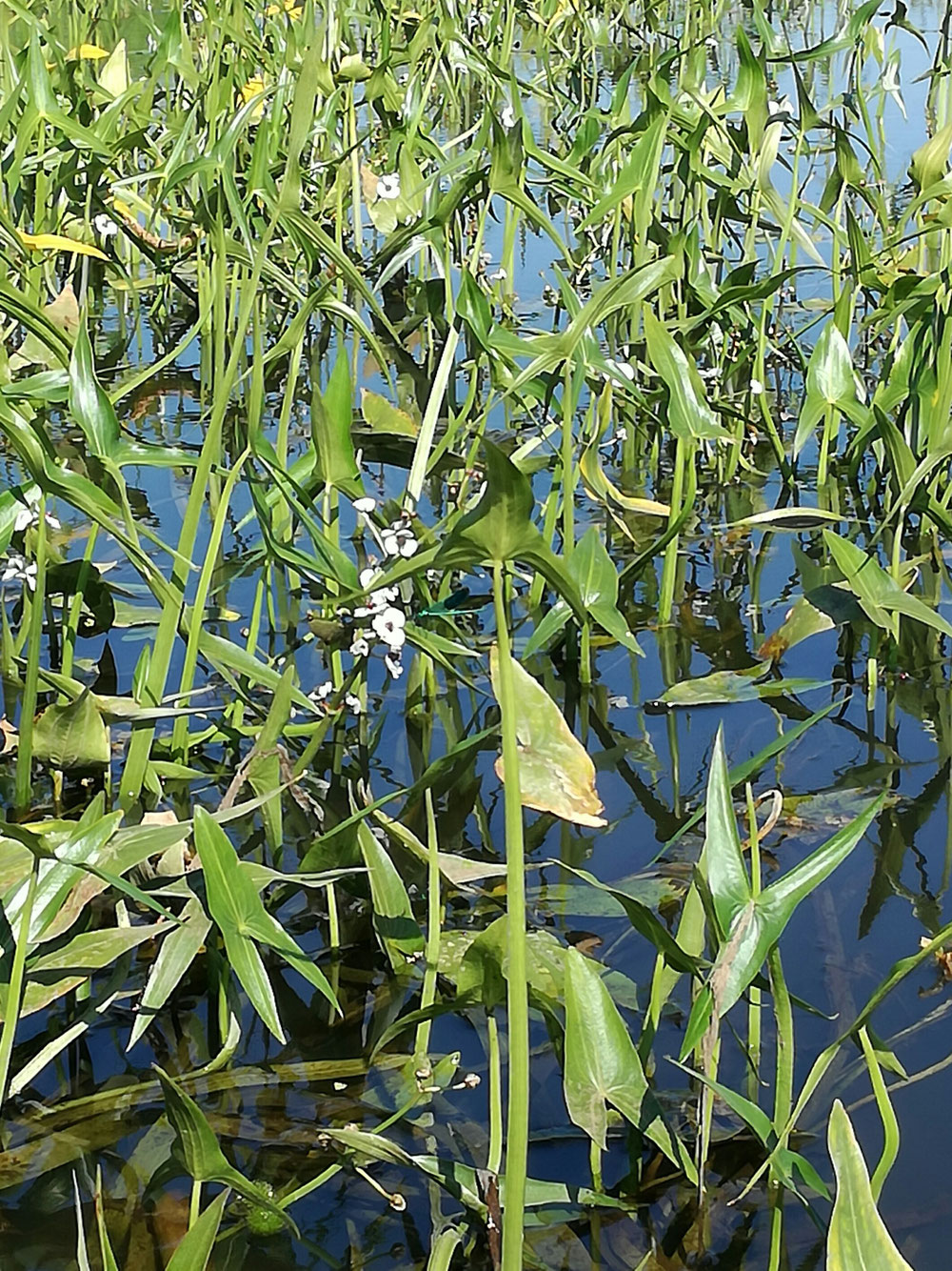 Zoek de blauwe libelle