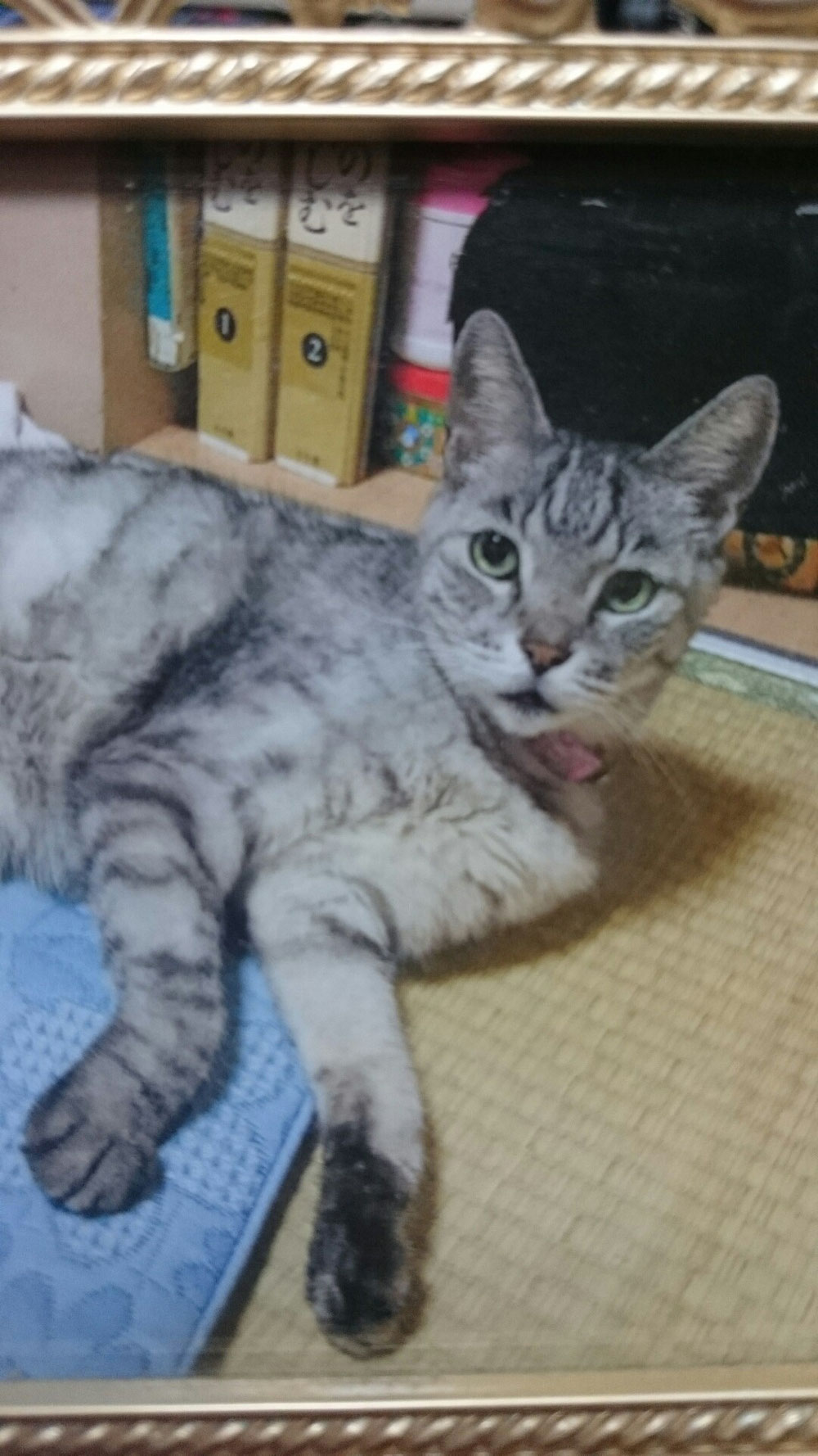 ポッキー会長 この方は長生きでしたが