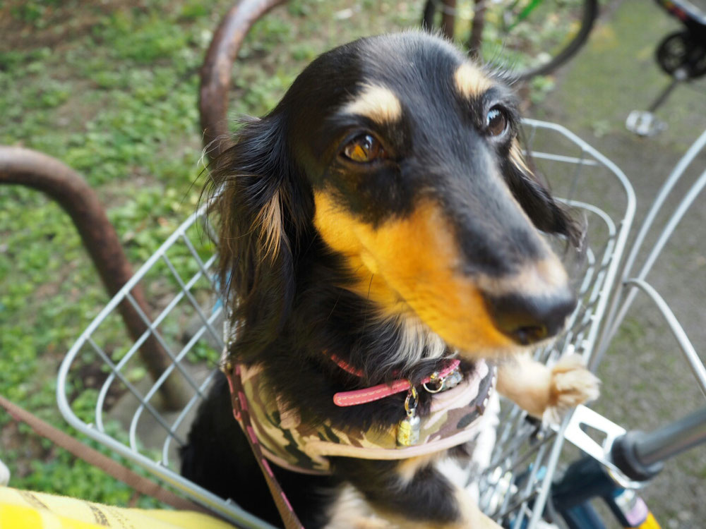 公園までは自転車です🎵