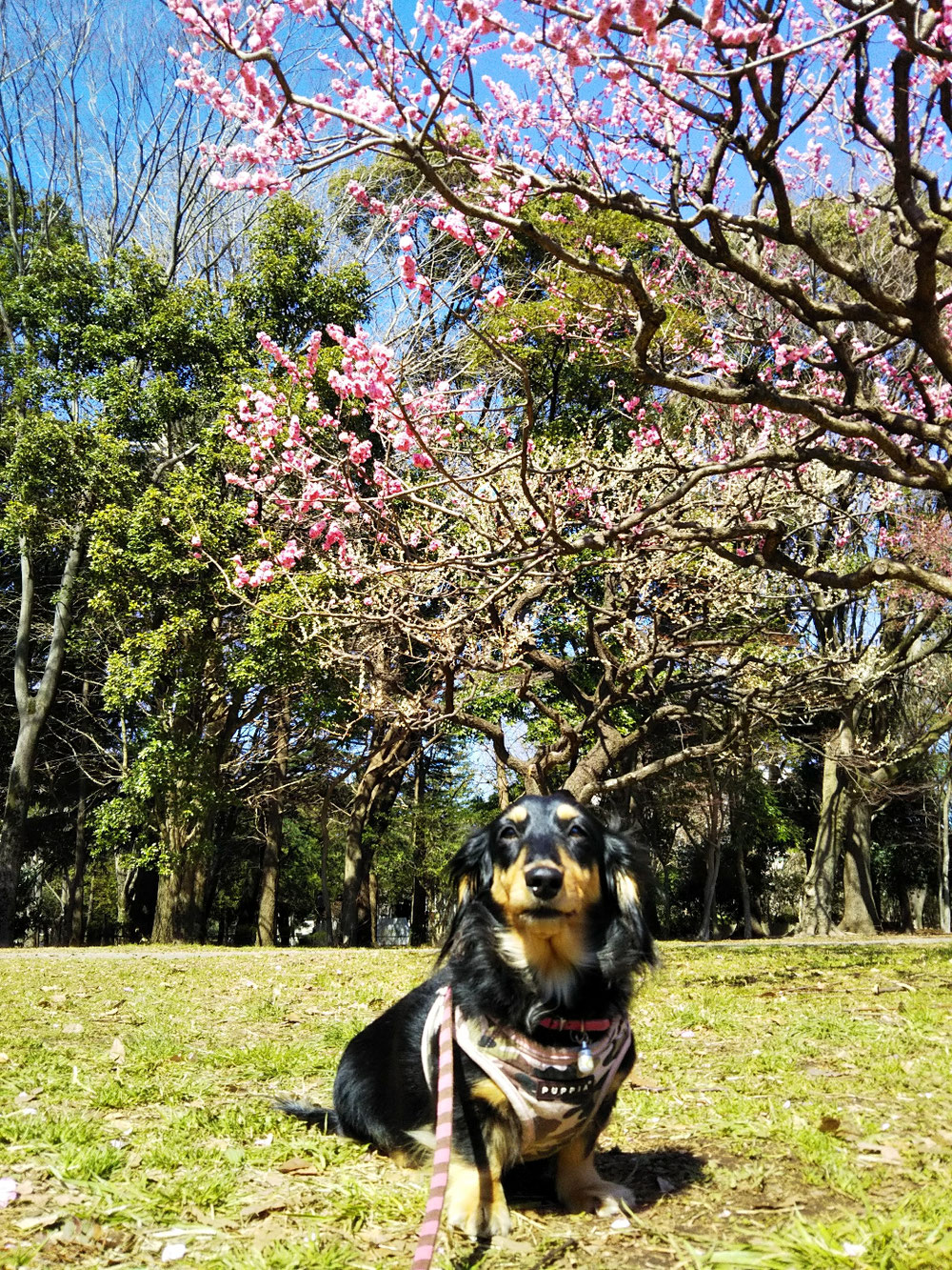 梅をバックに❗️