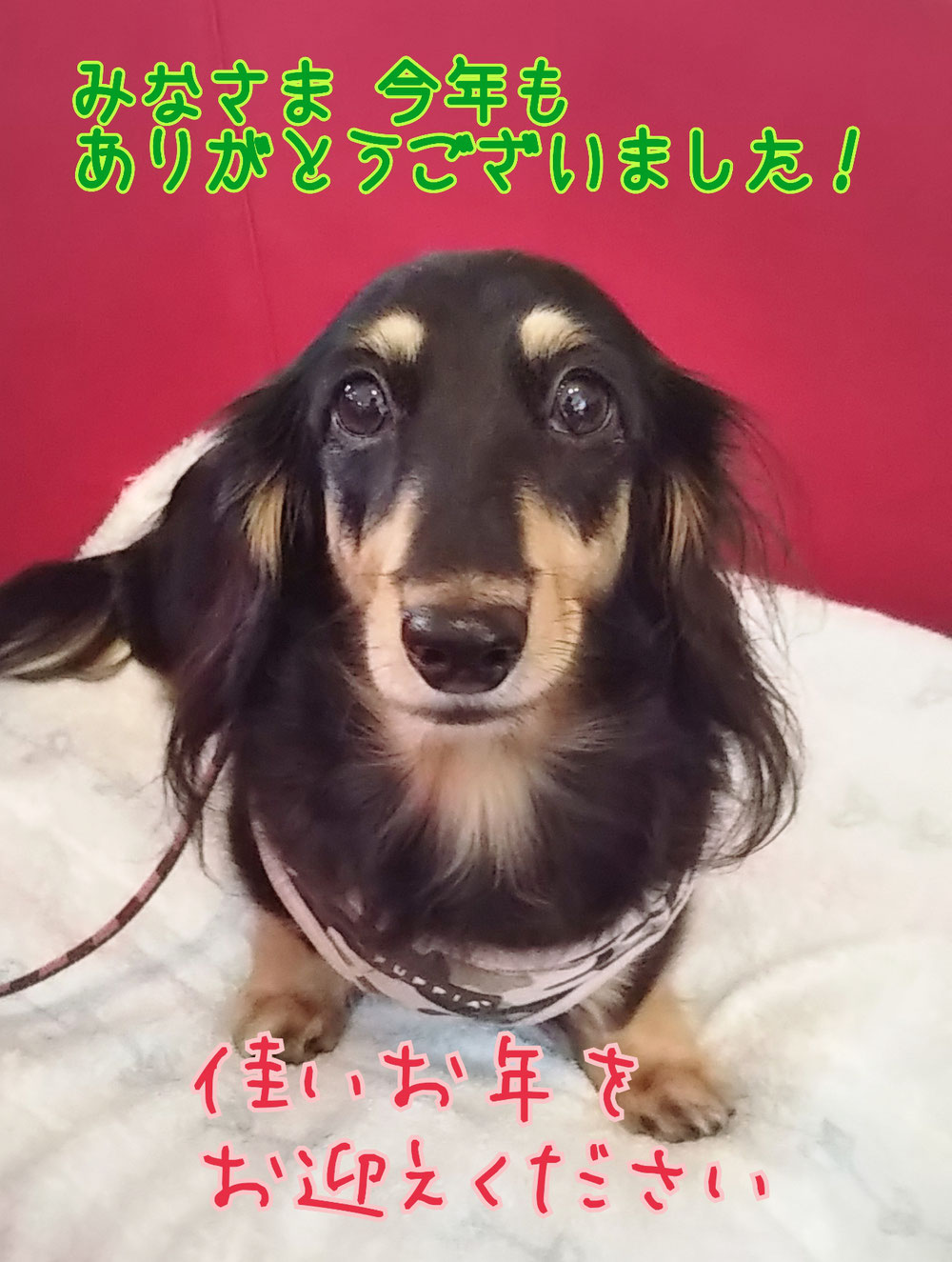 くおんからもご挨拶