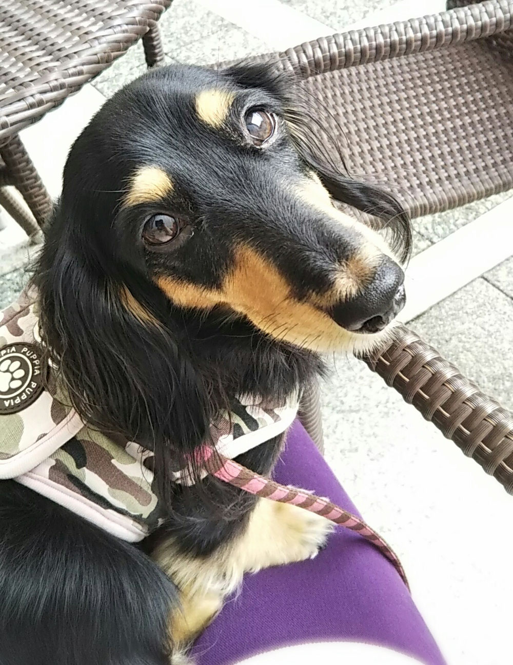 今日のくおん