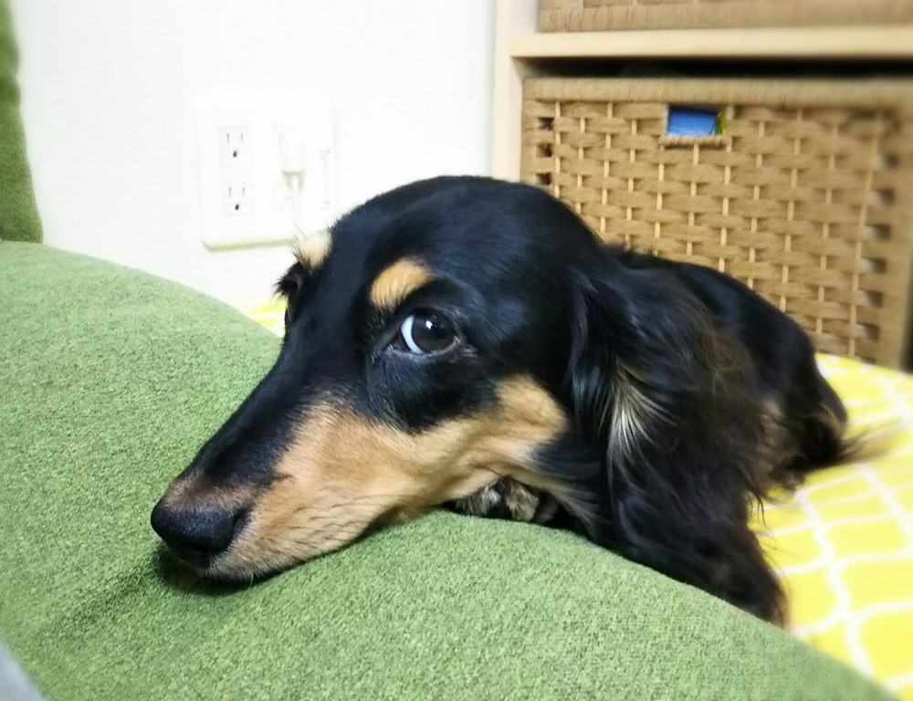 これはブラッシングしてる時ではないですが💦