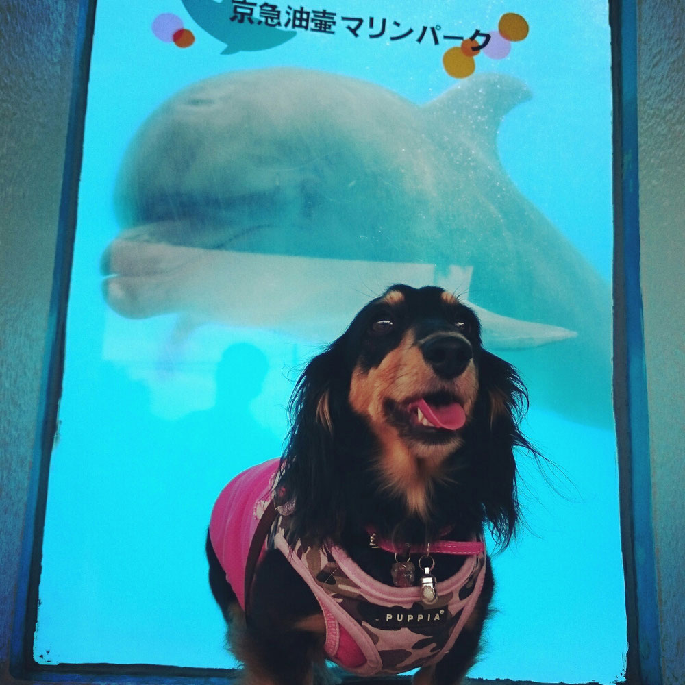 本当に来ます!