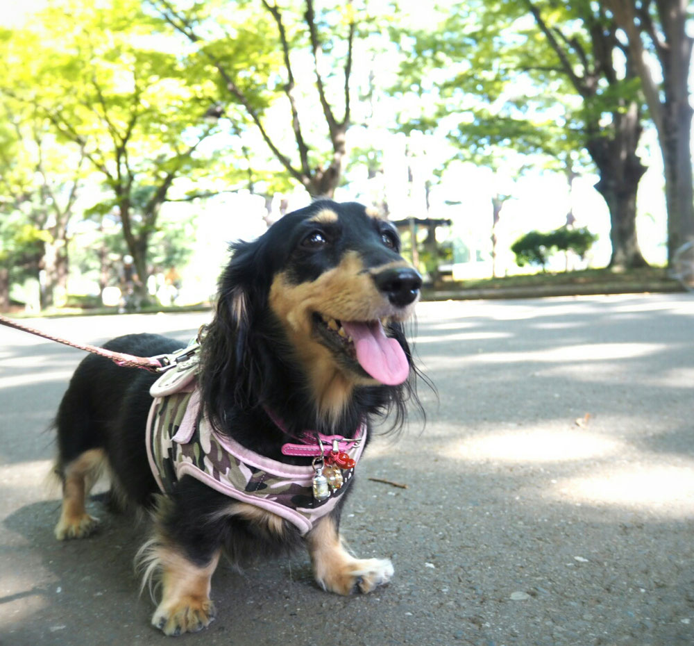 私は使ってるよー🎵の図