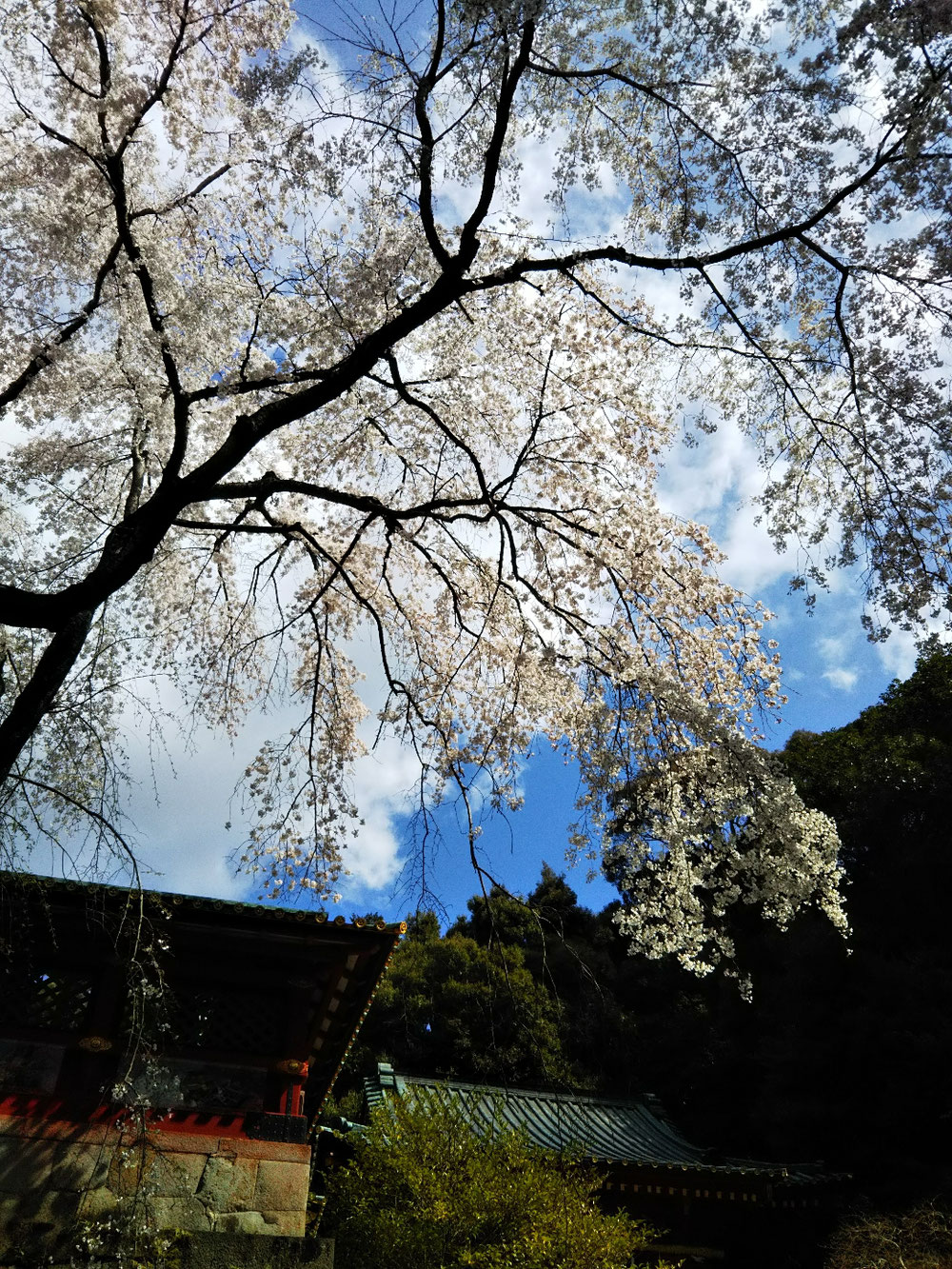 垂れ桜がきれいでした❗️