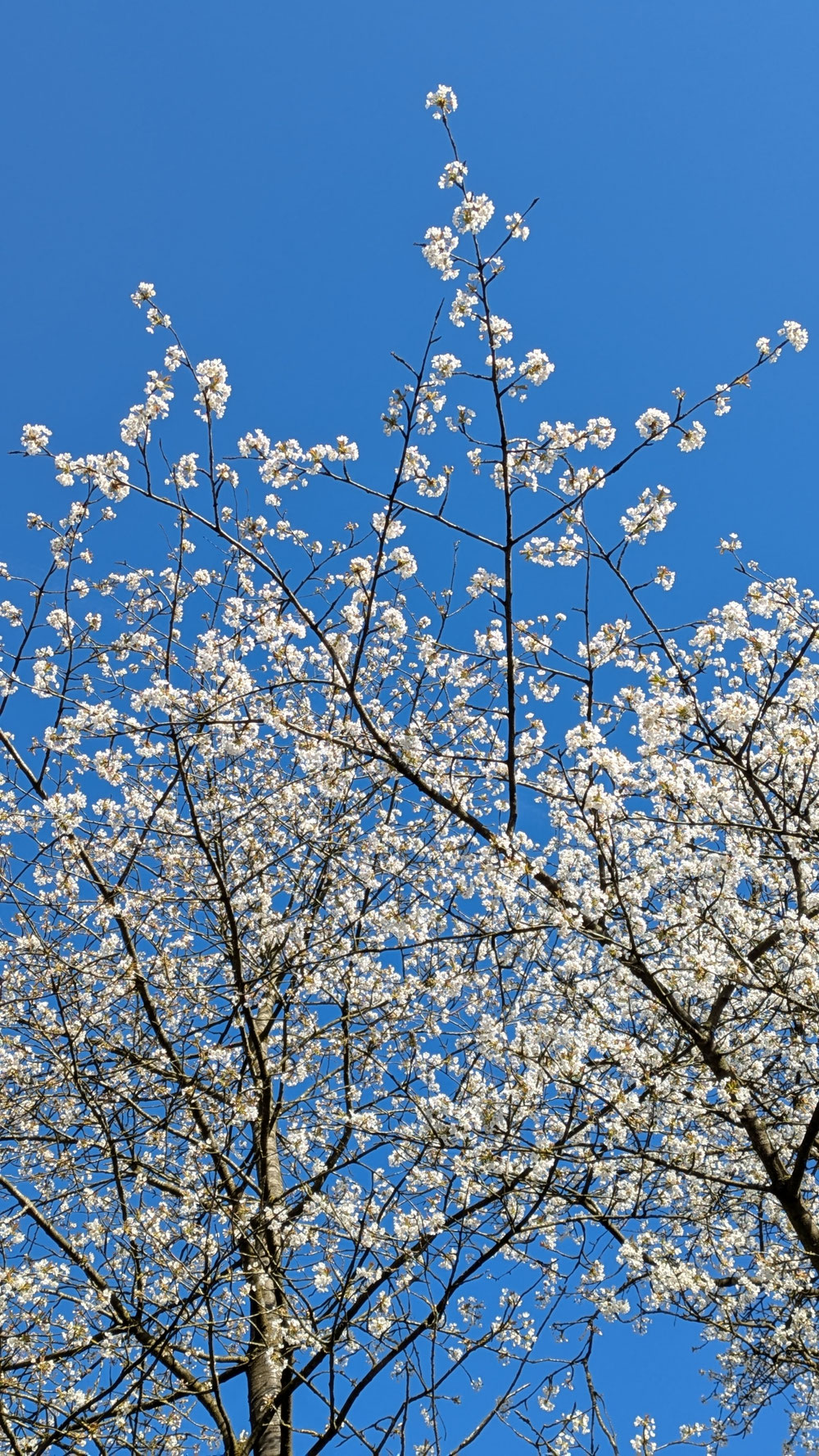 Himmelblaue Frühlingsmomente 🤍🩵