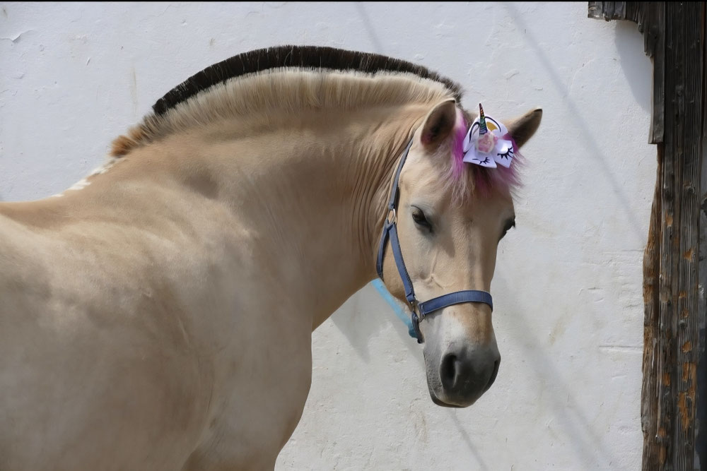 Ponyvorschule