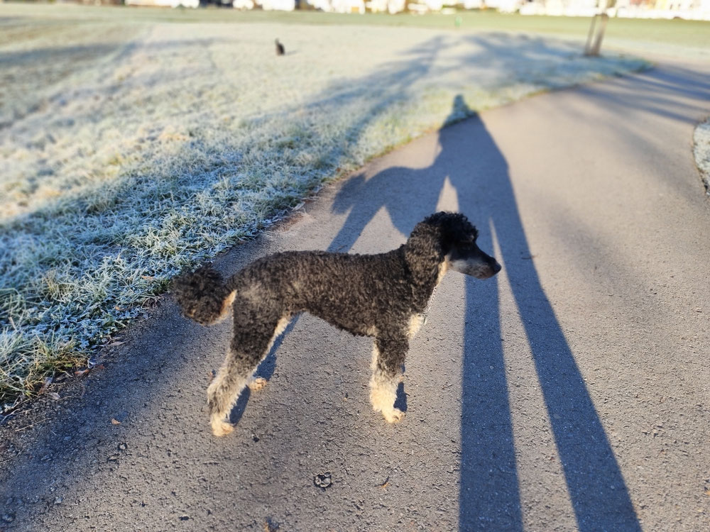 Roxy fast 12 Jahre 🥰