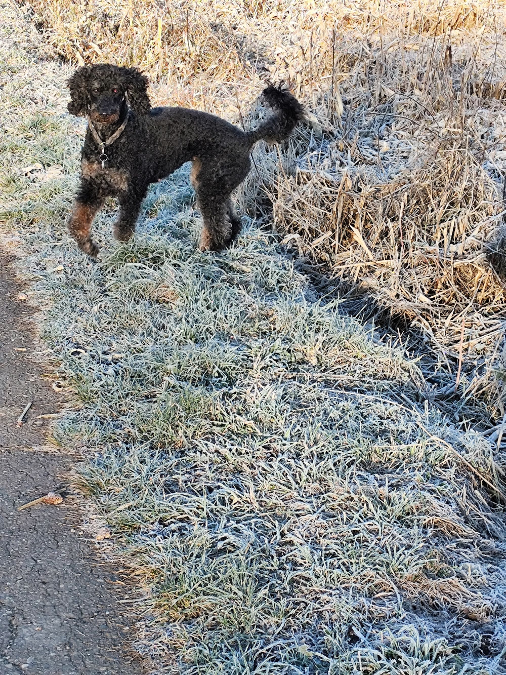 Yooma der Flugpudel