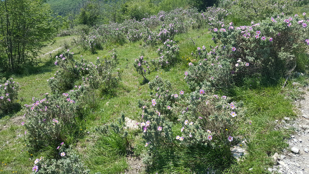 Blumenwiesen...... 