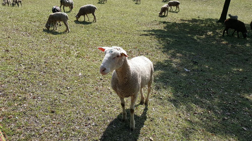 Finde das Schaf! 