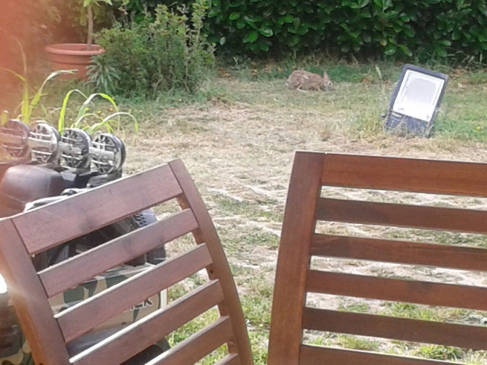 Sofort zu findenden Hase