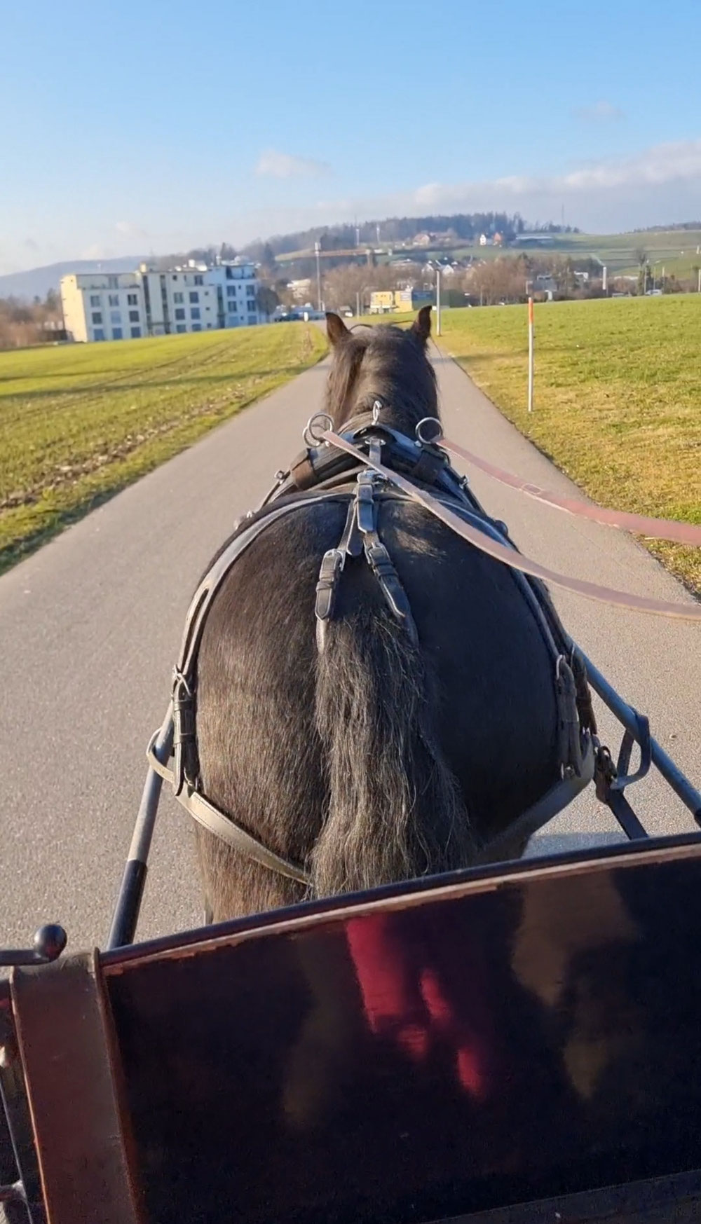 Ludo vor der Kutsche