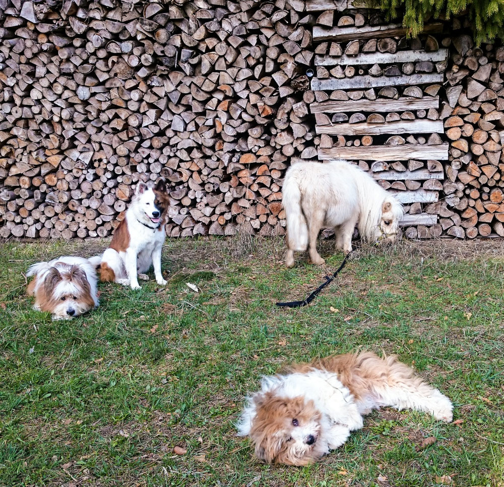Die Elo®s Pookie, Quamie, Samba und Mini-Pony Laziza