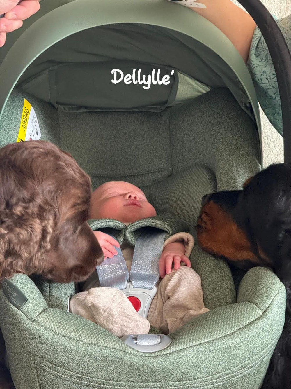 Che dire, questa foto dice già tutto. Una neonata accolta al rientro dall'ospedale dov'è nata da due bravi ed educati Dellylle'💜