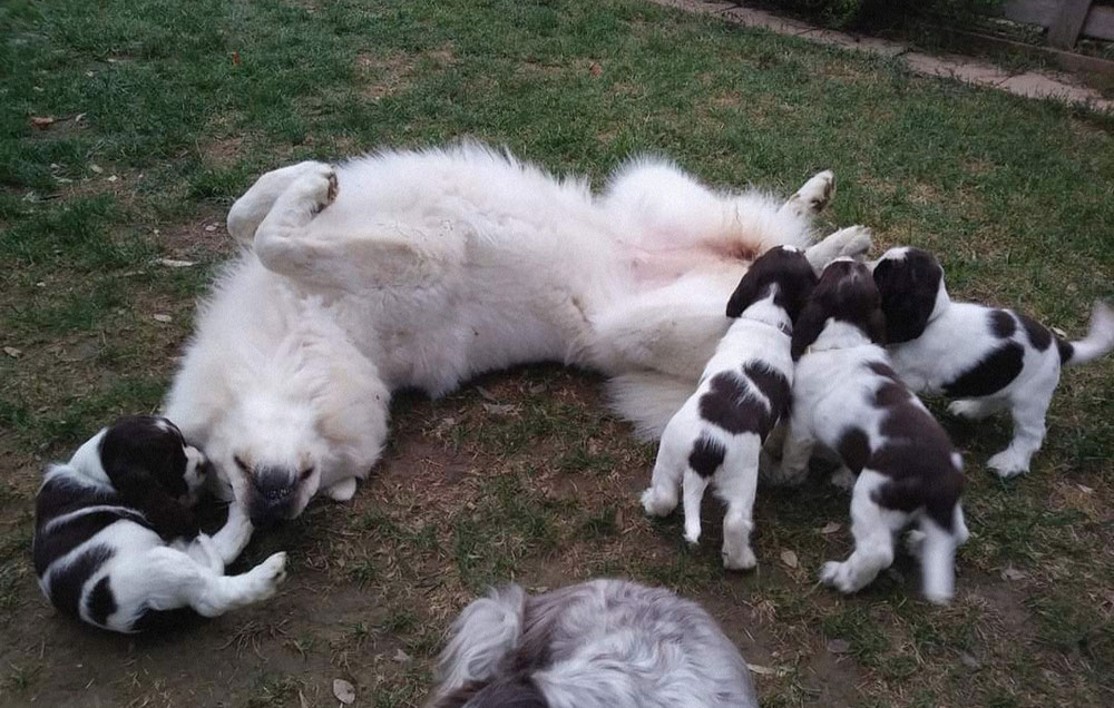 Una babysitter perfetta per i "tuoi" adorati cuccioli, e quanti ne hai cresciuti