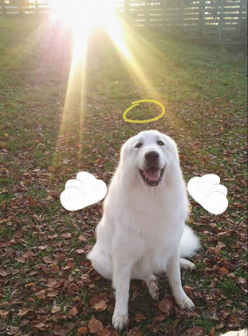 Ciao dolce monella Jolie 👼🏻