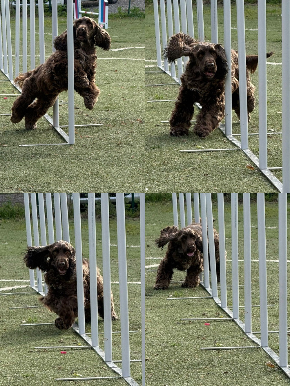 Una mia cioccolatina Dellylle' in agility