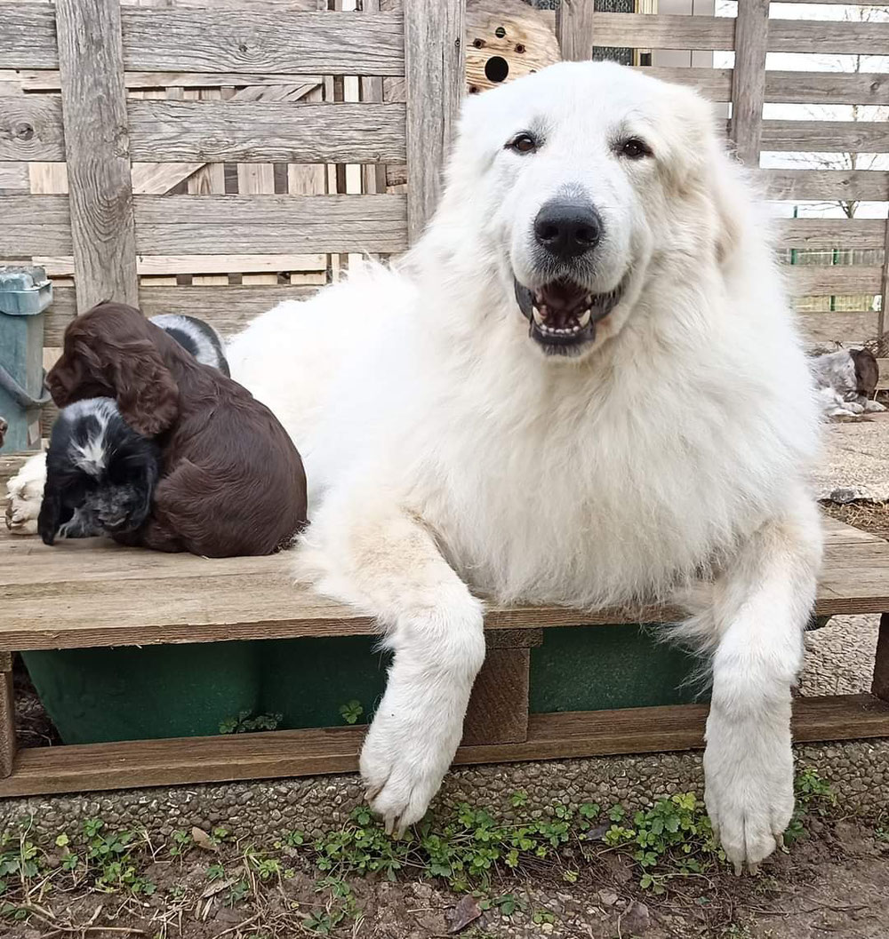 Pochi giorni prima di scoprire la tua malattia, sempre con i cuccioli fino all'ultimo respiro