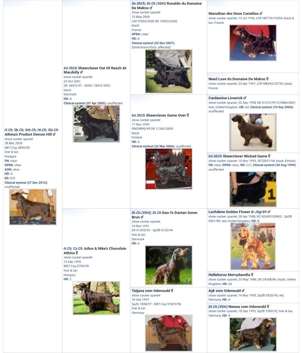 Pedigree Papà Giunone con foto