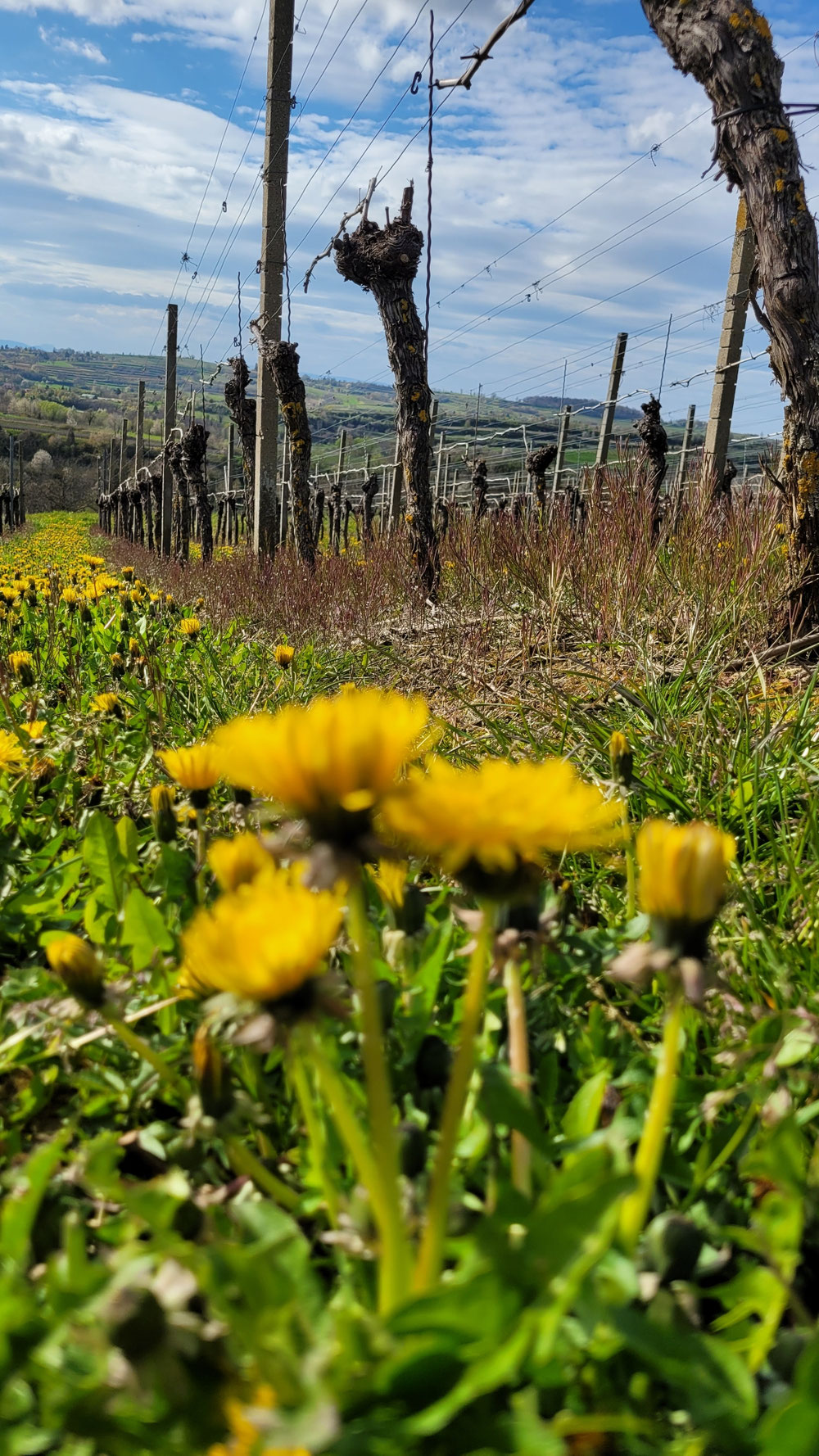 Weinberg im Frühling 