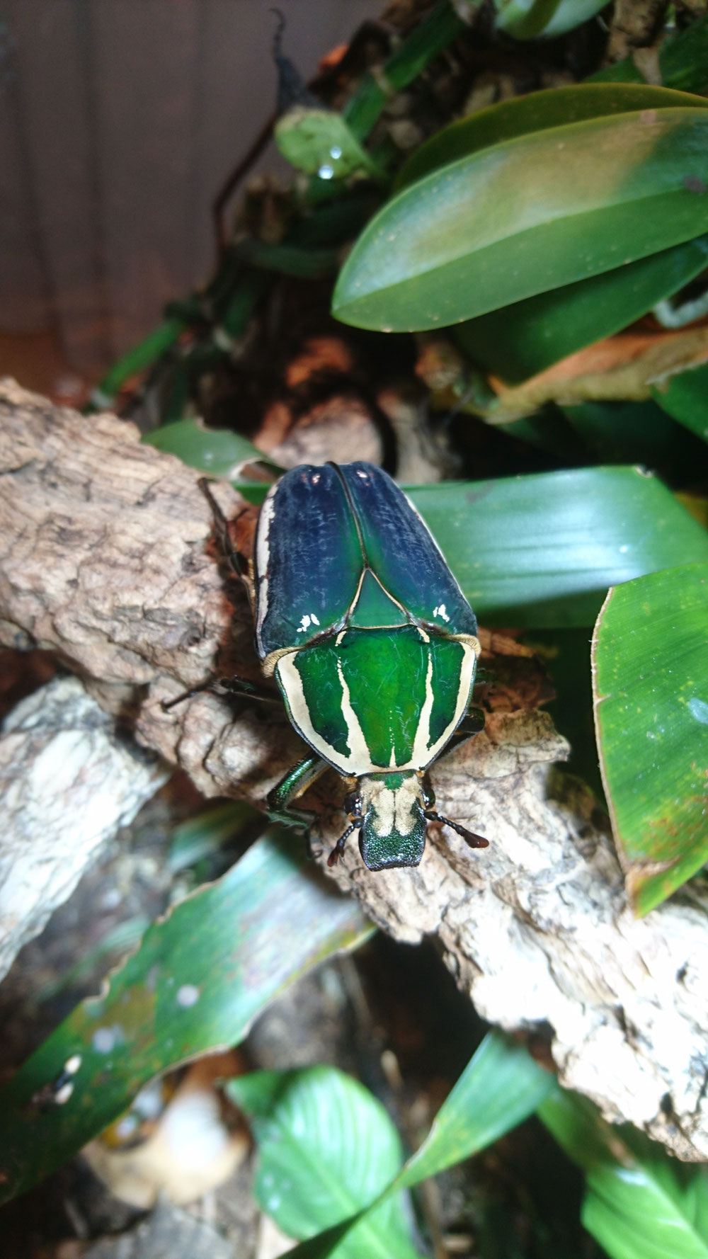 Mecynorrhina torquata ugandensis 0.1
