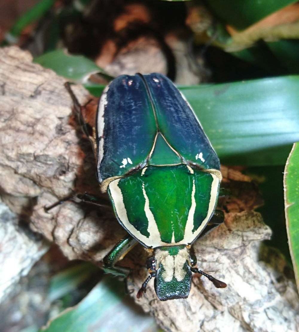 Mecynorrhina torquata ugandensis 0.1