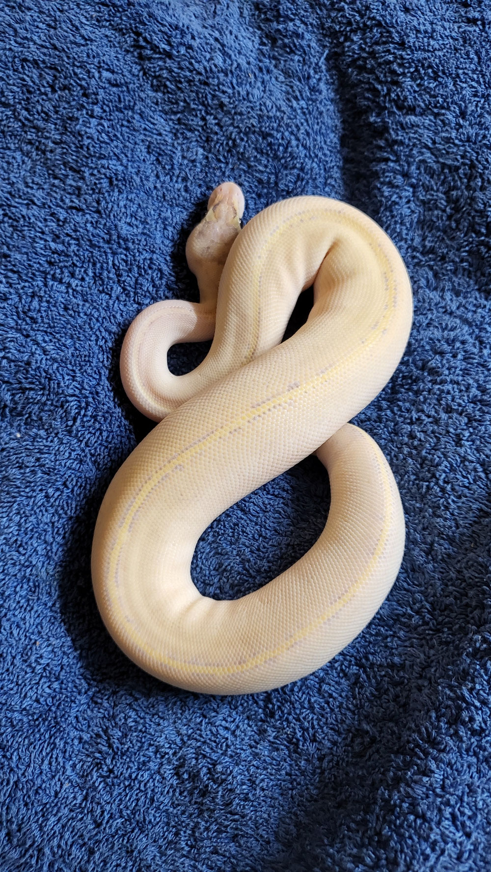 Ivory