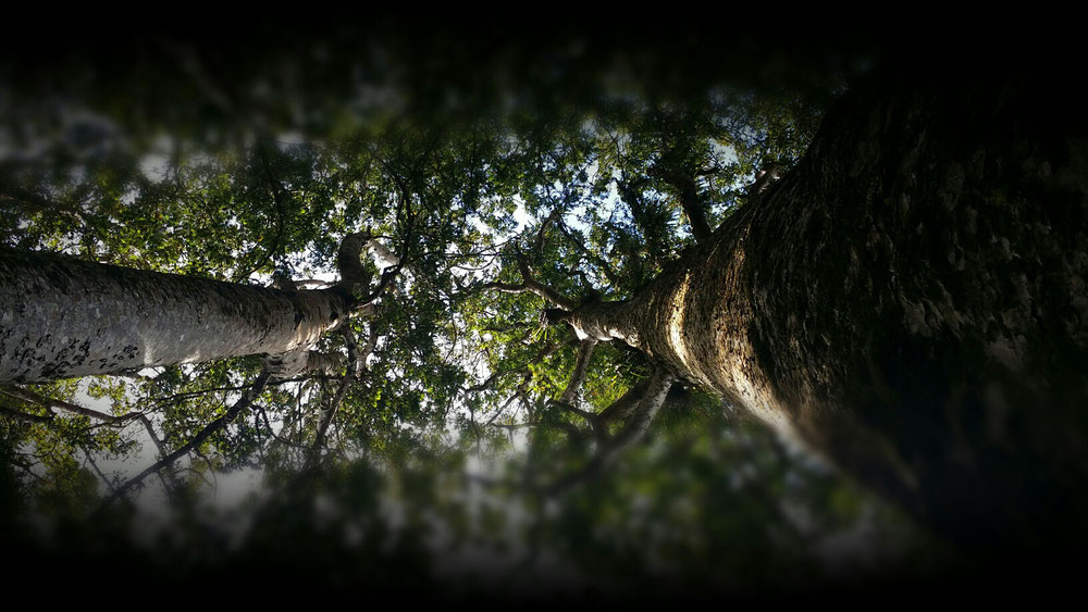 Kauri Bäume