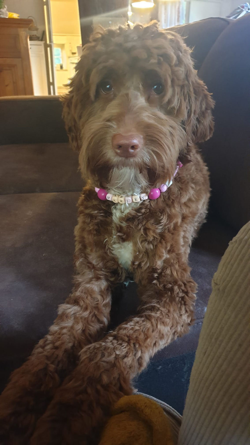 Lieve " vlinder" Marley, het zusje van Sarah.... 🥰🍀