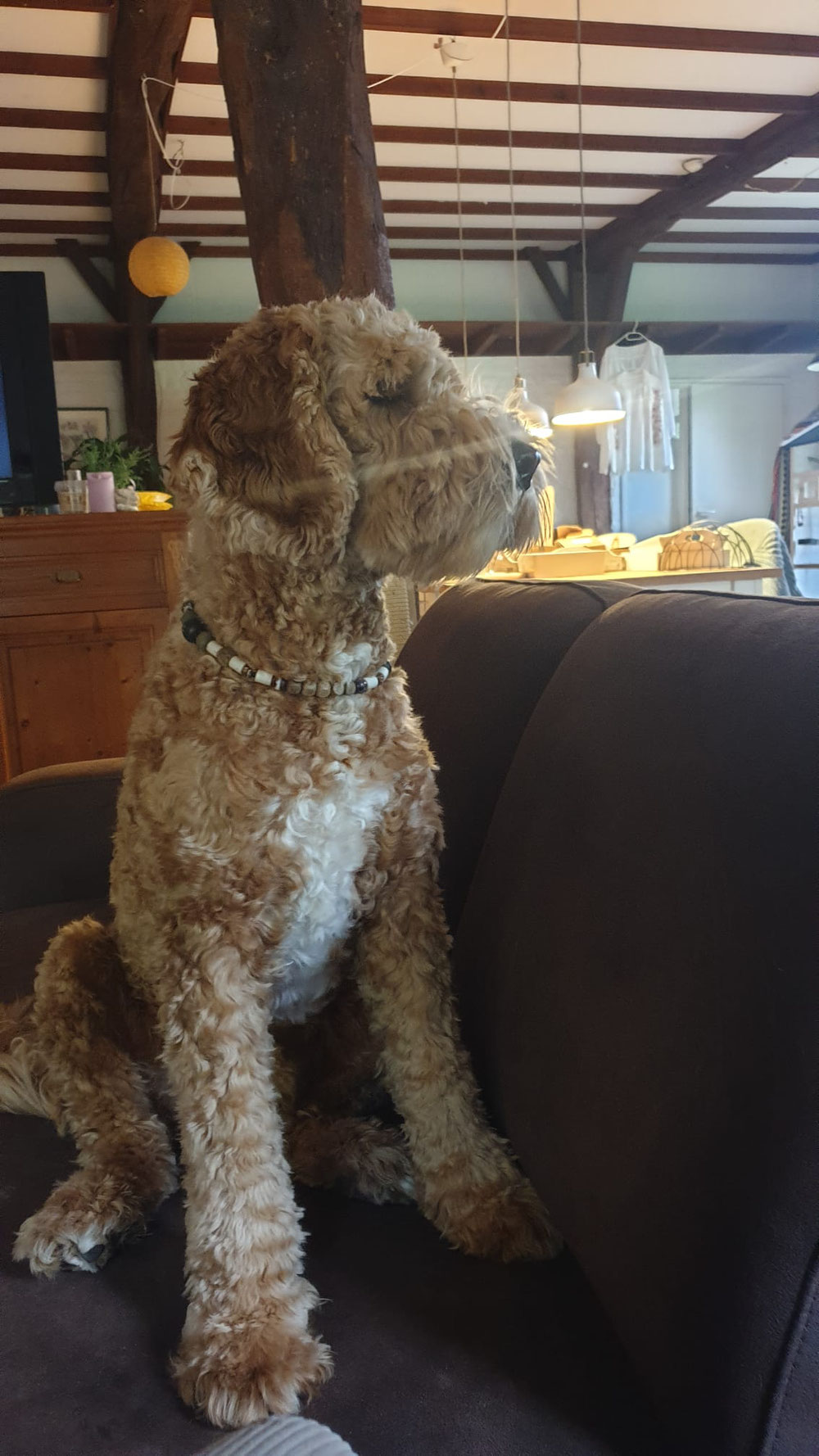 Bjørn,  stoere broer van Sarah en Marley ❤️🍀