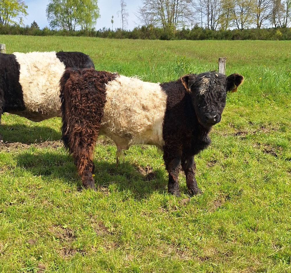 Belted Galloway Bulle 