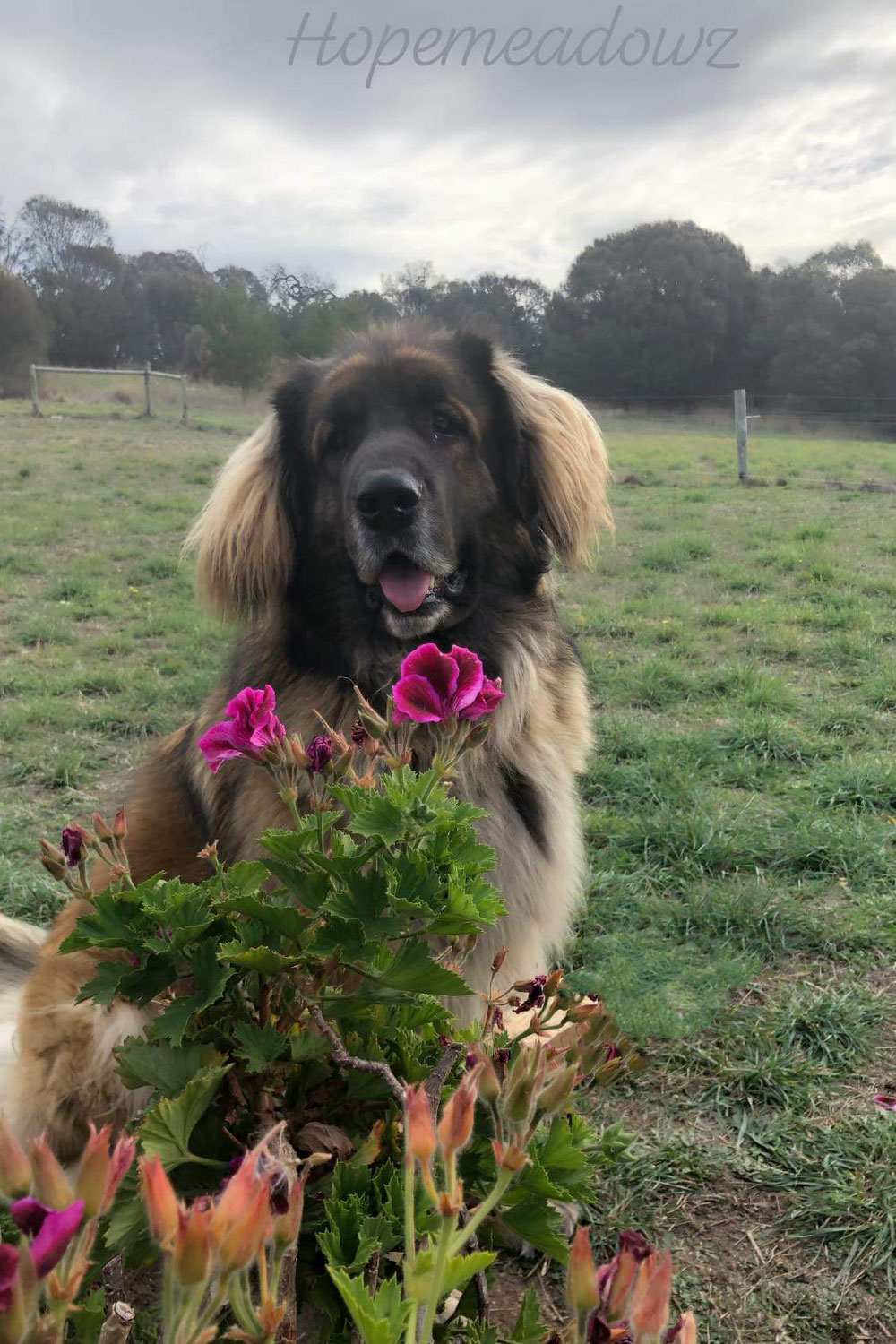 Matilda /Tasmania Australia 