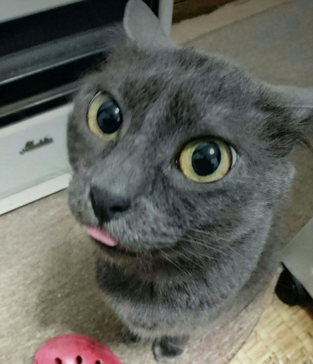タマちゃん